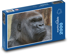 Gorila - opice, zvíře Puzzle 2000 - 90x60 cm