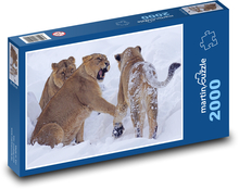 Lioness - snow, zoo Puzzle 2000 pieces - 90 x 60 cm