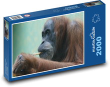 Orangutan - opice, primát Puzzle 2000 dielikov - 90 x 60 cm