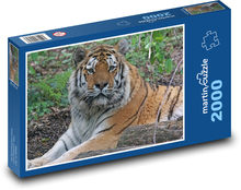Tygr - velká kočka, dravec Puzzle 2000 dílků - 90 x 60 cm