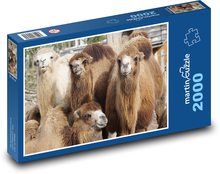 Ťava - zviera, zoo Puzzle 2000 dielikov - 90 x 60 cm