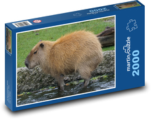 Kapybara - hlodavec, zvíře Puzzle 2000 dílků - 90 x 60 cm