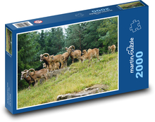 Mufflon - eine Herde von Huftieren Puzzle 2000 Teile - 90 x 60 cm