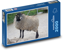 Ovce ouessantská - trpasličí ovce Puzzle 2000 dílků - 90 x 60 cm