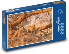 Lion - Africa, Safari Puzzle 2000 pieces - 90 x 60 cm