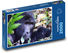 Gorilla - mammal, nature Puzzle 2000 pieces - 90 x 60 cm