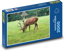 Jeleň - park, lúka Puzzle 2000 dielikov - 90 x 60 cm