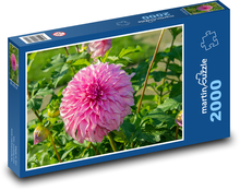Jiřina - růžový květ, květina Puzzle 2000 dílků - 90 x 60 cm