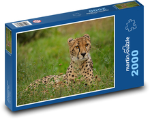 Gepard - duży kot, Afryka Puzzle 2000 elementów - 90x60 cm