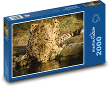 Gepard - zvíře Puzzle 2000 dílků - 90 x 60 cm
