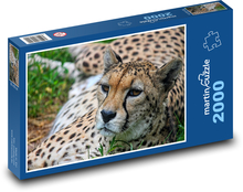 Gepard - Tier, große Katze Puzzle 2000 Teile - 90 x 60 cm