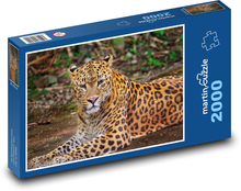 Leopard - šelma, zvíře Puzzle 2000 dílků - 90 x 60 cm
