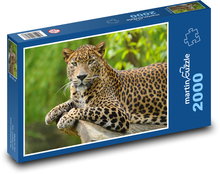 Leopard - cat, animal Puzzle 2000 pieces - 90 x 60 cm