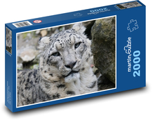 Leopard - wild beast, animal Puzzle 2000 pieces - 90 x 60 cm