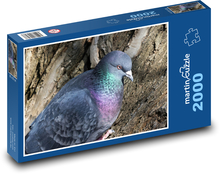 Pigeon - bird, ornithology Puzzle 2000 pieces - 90 x 60 cm
