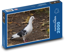 Pigeon - birds, animals Puzzle 2000 pieces - 90 x 60 cm