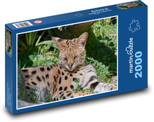 Divá mačka - rys, Afrika Puzzle 2000 dielikov - 90 x 60 cm