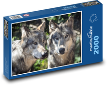Wolves - predatory beast, animals Puzzle 2000 pieces - 90 x 60 cm