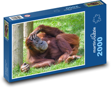 Orangutan - spící opice, zvíře Puzzle 2000 dílků - 90 x 60 cm