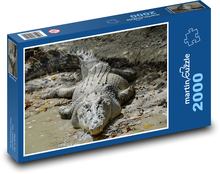 Krokodýl - masožravec, plaz Puzzle 2000 dílků - 90 x 60 cm