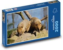 Nosál - zvířata, savec Puzzle 2000 dílků - 90 x 60 cm