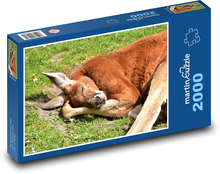 Klokan - vačnatec, Austrálie Puzzle 2000 - 90x60 cm