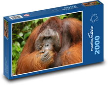 Orangutan - opice, zvíře Puzzle 2000 dílků - 90 x 60 cm