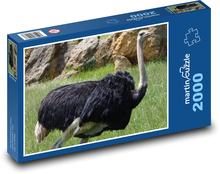 Struś - ptak, zwierzę Puzzle 2000 elementów - 90x60 cm