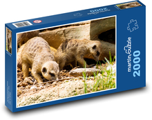 Surikata - zvíře, Afrika Puzzle 2000 dílků - 90 x 60 cm