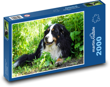 Bernský salašnícky pes - sučka, zviera Puzzle 2000 dielikov - 90 x 60 cm