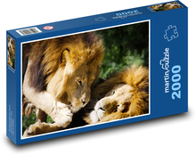 Löwe - Raubtier, große Katze Puzzle 2000 Teile - 90 x 60 cm
