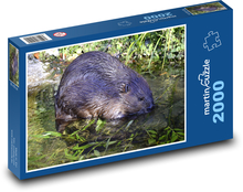Bóbr - zwierzę wodne, gryzoń Puzzle 2000 elementów - 90x60 cm