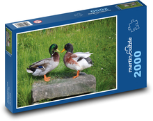 Enten - Wasservögel, Tiere Puzzle 2000 Teile - 90 x 60 cm