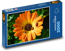 Gerbera - biedronka, kwiat Puzzle 2000 elementów - 90x60 cm