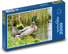 Divoký káčer - kačica, vták Puzzle 2000 dielikov - 90 x 60 cm