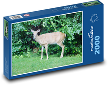 Deer, Animal Puzzle 2000 pieces - 90 x 60 cm