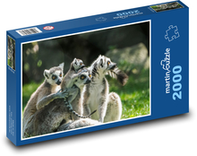Lemuři - skupina lemurů Puzzle 2000 dílků - 90 x 60 cm