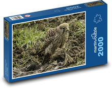 Sokół - ptak drapieżny, natura Puzzle 2000 elementów - 90x60 cm