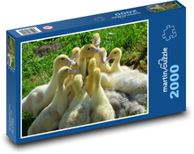 Kaczki - pisklęta, zwierzęta Puzzle 2000 elementów - 90x60 cm