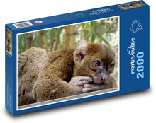 Lemur - zwierzę, zoo Puzzle 2000 elementów - 90x60 cm
