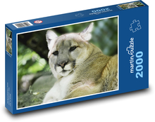 Puma - große Katze, Raubtier Puzzle 2000 Teile - 90 x 60 cm