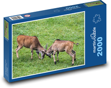 Zápasiace kozy - domáce zvieratá, farma Puzzle 2000 dielikov - 90 x 60 cm