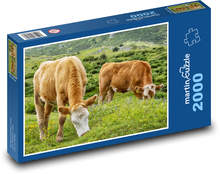 Hnědé krávy - hospodářská zvířata, pastvina Puzzle 2000 dílků - 90 x 60 cm