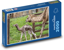 Ťavy - dromedár, mláďa Puzzle 2000 dielikov - 90 x 60 cm