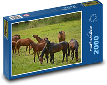 Zvířata - stádo koní Puzzle 2000 dílků - 90 x 60 cm
