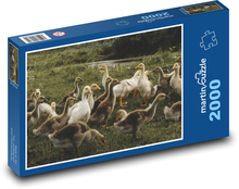 Enten - Wasservögel Puzzle 2000 Teile - 90 x 60 cm