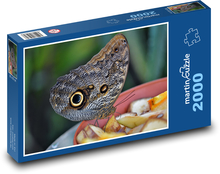 Motýľ - hmyz, entomológia Puzzle 2000 dielikov - 90 x 60 cm