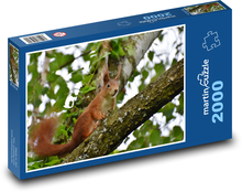 Wiewiórka - drzewo, zwierzę Puzzle 2000 elementów - 90x60 cm