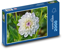 Bílá jiřina - květ, rostlina Puzzle 2000 dílků - 90 x 60 cm
