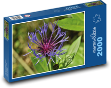 Chrpa - květ, rostlina Puzzle 2000 dílků - 90 x 60 cm